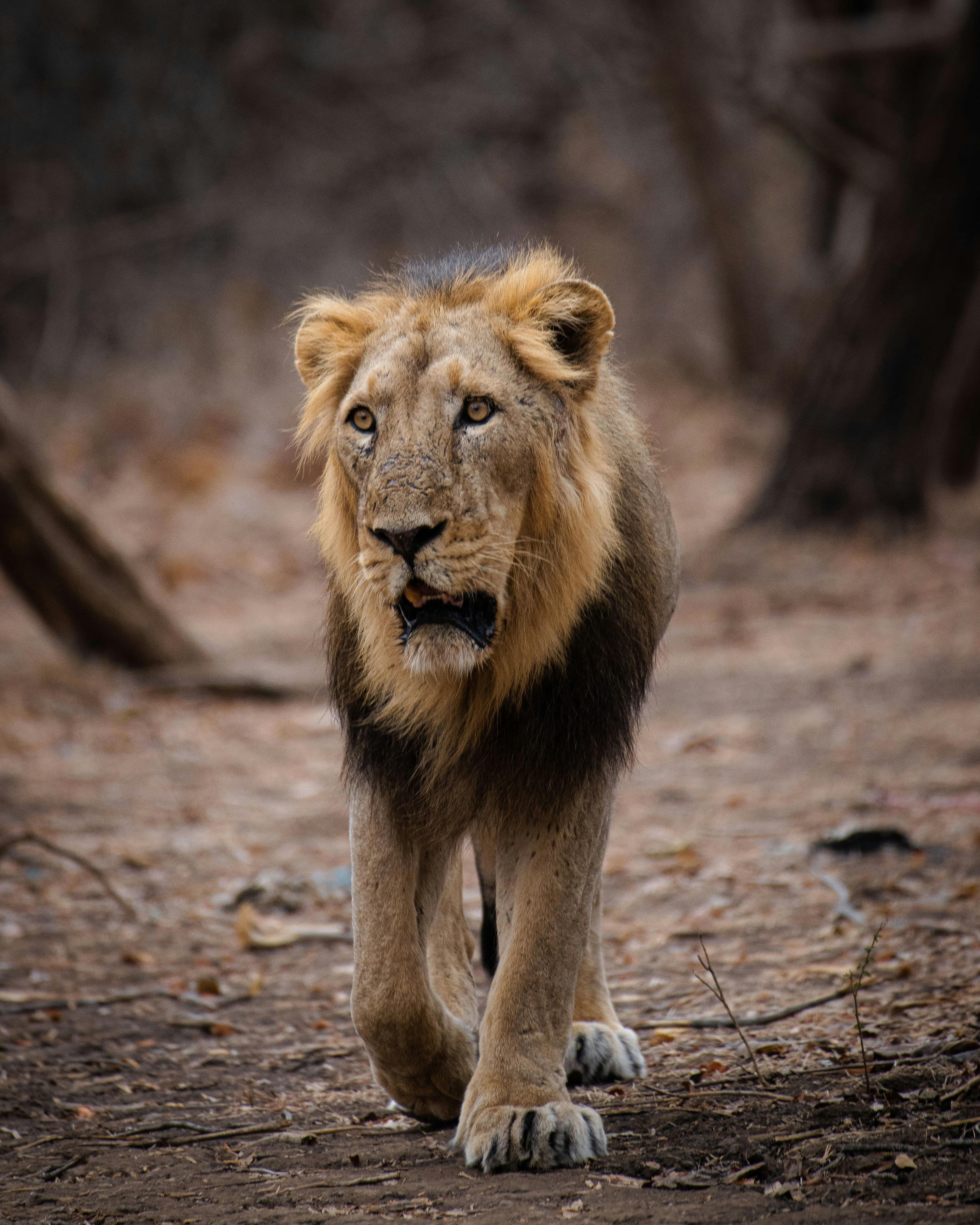 Gir National Park